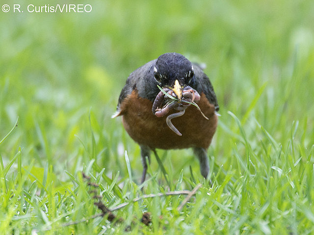 American Robin c22-50-056.jpg